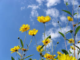 Va prezentam astazi cazul unei societati care a angajat o persoana din somaj cu contract pe. Subventie Angajare Studenti Contabilitate Fiscalitate Monografii Contabile