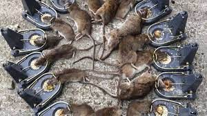 How can you get rid of rats in your home? Boom In Town Rats As Some Rodents In Dublin Big Enough To Put A Saddle On Irish Mirror Online