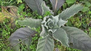 Is this mullein or lambs ear? Grow With Kare Nature S Toilet Paper Kare11 Com