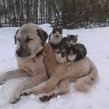Twitter Frisuren Kurzhaar Kurzhaardog Kurzhaarfrisuren In 2020 Katzen Susse Tiere Haselmaus