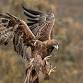Langdon Bird of Prey Evening event image