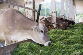 Close Up Of Jersey Cow Eating Fresh Green Feed In Stable Organic Stock Photo Picture And Royalty Free Image Image 131849905
