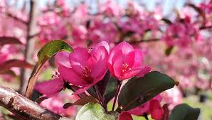 Check spelling or type a new query. Break Away From The Ordinary With The Royal Raindrops C Crabapple Tree Garden Gate Nursery