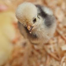 Even the chicken's meat looks like it has been marinated in squid ink. Pasty Butt Sick Baby Chick Symptoms And Care Purina Animal Nutrition