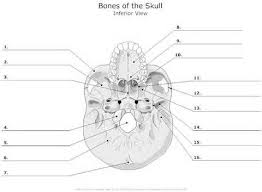 Blank Skull Diagrams Bing Images Anatomy Bones Skull Anatomy Anatomy