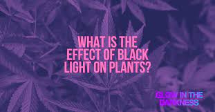 We did not find results for: What Is The Effect Of Black Light On Plants