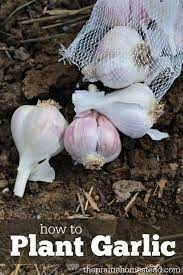 How To Plant Garlic Planting Garlic Hydroponic Gardening Growing Garlic