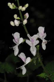 Image result for Plectranthus swynnertonii