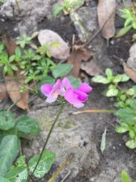 Image result for Vigna comosa