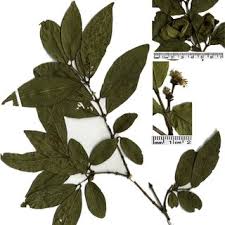 Image result for Combretum acutifolium