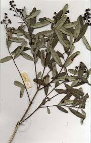 Image result for Ozoroa nitida