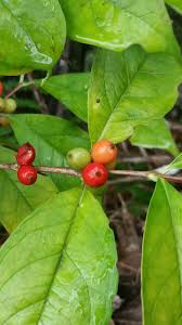 Image result for Tricalysia pallens