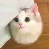Kenapa kucing sangat takut pada timun apa sebabnya. Https Encrypted Tbn0 Gstatic Com Images Q Tbn And9gcrtlrvrkmxdf Fvt8qszw6aunr Rqp6i Ia5oq618 Usqp Cau