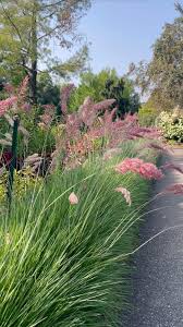 Image result for Melinis nerviglumis