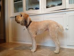 We did not find results for: My Wheaten Terrier Dog Duncan With His New Spring Shave Terrier Dogs Wheaten Terrier Pets