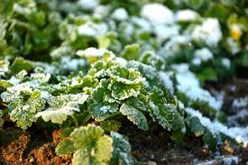 Check spelling or type a new query. Preparing Your Garden For Winter 10 Tips For Winter Protection The Old Farmer S Almanac