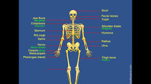 Individual anatomical structures include 2: Skeletal System Human Skeleton Label Human Skeleton Youtube