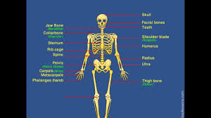 Five pairs of lumbar spinal nerves labeled l1 to l5 branch off your spinal. Skeletal System Human Skeleton Label Human Skeleton Youtube