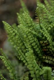 Image result for Asplenium musiraense