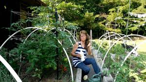 These healthy plants are more resistant to disease. How To Increase Your Tomato Production With Fish Fertilizer Youtube