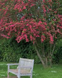 Rotdorn Attraktiver Hausbaum Rotdorn Garten Bepflanzen Straucher Garten