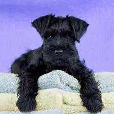 The cheapest offer starts at £150. Miniature Schnauzer 10 Week Old Puppy Photographic Print Art Com