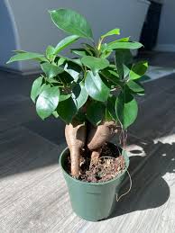 Image result for Ficus bubu