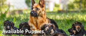 Sort by german shepherd x german pointer puppies for sale. Available Puppies German Shepherd Dog Ontario German Shepherd Puppies For Sale