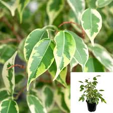Image result for Ficus benjamina