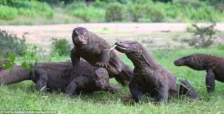 Komodo Dragon Steals Food By Sticking Its Head Inside Pal S Mouth Komodo Dragon Komodo Dragon Family