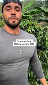 Fecundación y Maduración del café