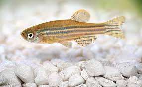There are a couple of things that could cause white cloudy aquarium water. The Complete Beginner S Guide To Aquarium Substrate Fishlab