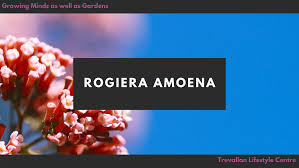 Image result for Rogiera amoena