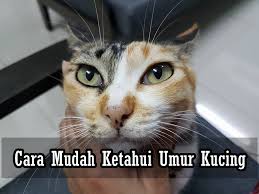 Anak terlebih kreatif, bapa baru bangun tidur disuruh jadi model. Eintan Nurfuzie Lifestyle Beauty Travel Tips Rawatan Kucing Review Kucing