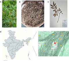 Image result for Multidentia crassa