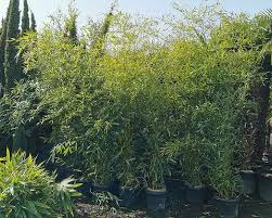 Image result for Justicia phyllostachys