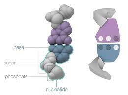 Build A Dna Molecule Biology Activity Dna And Genes Dna Molecule