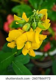 Image result for Crotalaria onobrychis