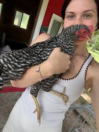 What's causing chick deaths and how to stop it?