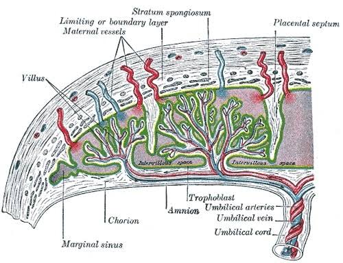 Placental Vasculature Architecture, do AI tạo