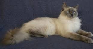 Blue Ragdoll Cats Blue Point Ragdolls Blue Mitted Colorpoint Mitted Lynx Tortie Bicolor Ragdoll Cat Ragdoll Cat Colors Cat Breeds