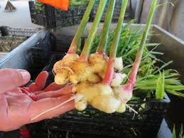 Ingwer Pflanzen Eine Moglichkeit Fur Endlose Ingwer Versorgung Zuhause Garten Gartenarbeit Zenideen Ingwer Pflanzen Ingwerpflanze Ingwer Einpflanzen