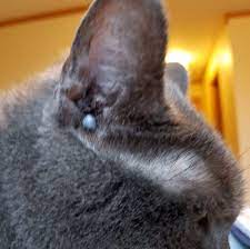 Fundraiser By Amy J Good Amos Purrton S Surgery