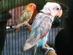 Tersedia berbagai macam produk lovebird biola sesuai dengan kebutuhan hewan peliharaan kesayangan kamu. Ritual Cara Memandikan Burung Lovebird Agar Gacor Dan Ngekek Panjang