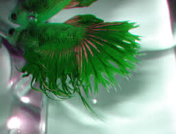 Betta Fish Colors The Fish Doctor
