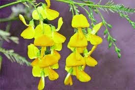 Image result for Sesbania goetzei