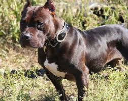 Raven Villalobos Rescue Center Villalobos Rescue Center Pitbull Terrier Bull Terrier Dog