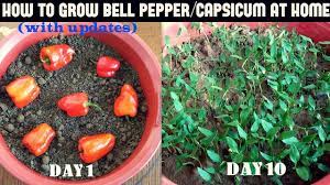 Cut your favorite variety of pepper in half. How To Grow Bell Pepper Capsicum At Home With Updates Youtube