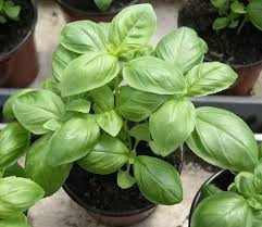 Great savings & free delivery / collection on many items. What Is The Difference Between Basil Leaves And Tulsi Leaves Is There Any Quora