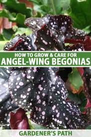 Image result for Begonia